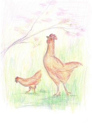 poulettes et coq